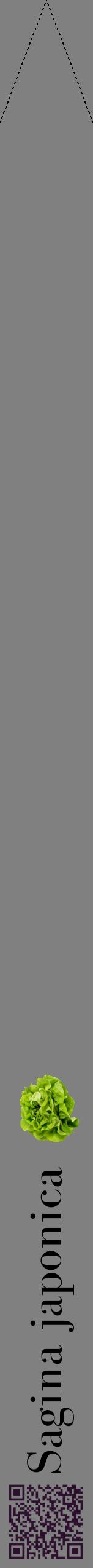 Étiquette de : Sagina japonica - format b - style noire57bod avec qrcode et comestibilité simplifiée