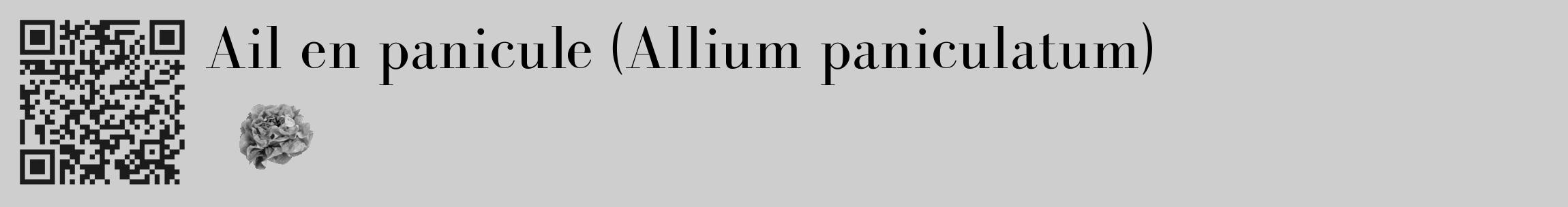 Étiquette de : Allium paniculatum - format c - style noire17_basique_basiquebod avec qrcode et comestibilité simplifiée