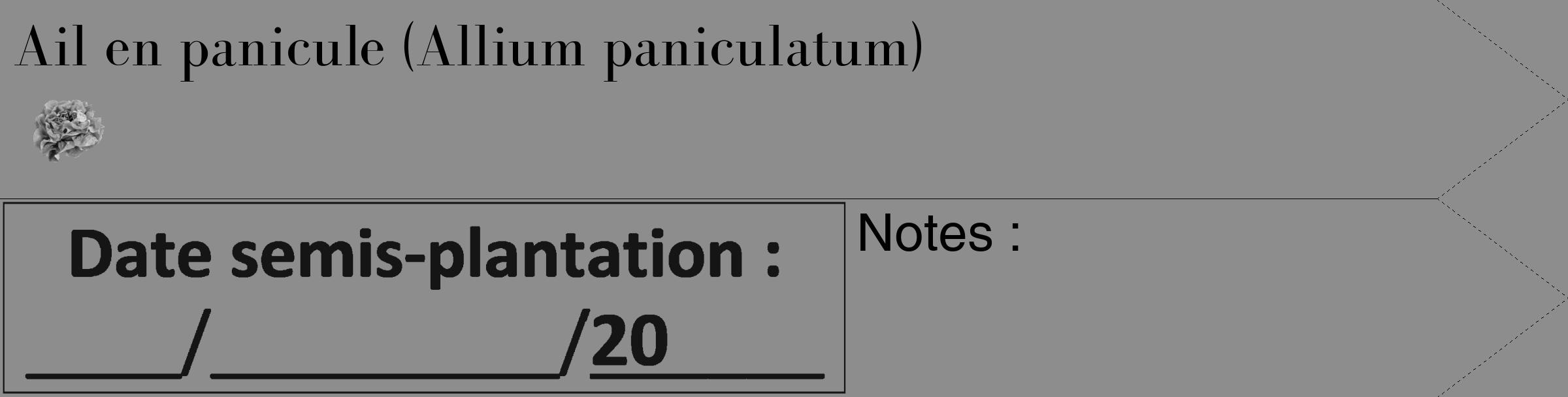 Étiquette de : Allium paniculatum - format c - style noire2_simple_simplebod avec comestibilité simplifiée