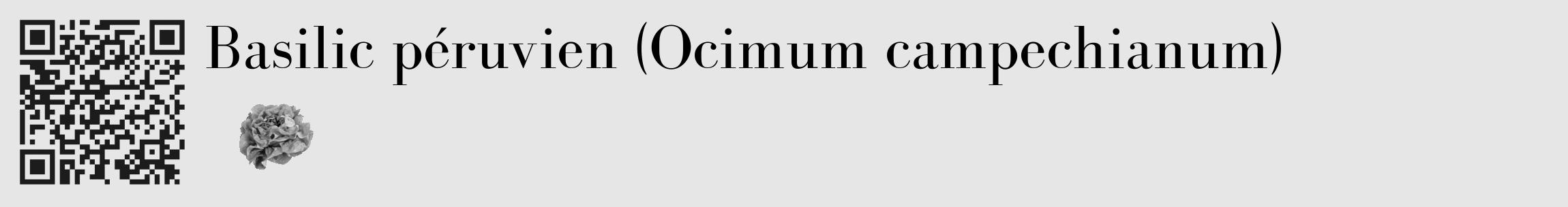 Étiquette de : Ocimum campechianum - format c - style noire18_basique_basiquebod avec qrcode et comestibilité simplifiée