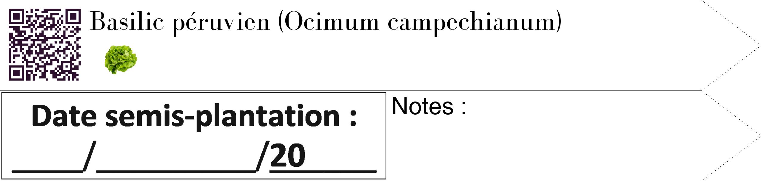 Étiquette de : Ocimum campechianum - format c - style noire60_simple_simplebod avec qrcode et comestibilité simplifiée