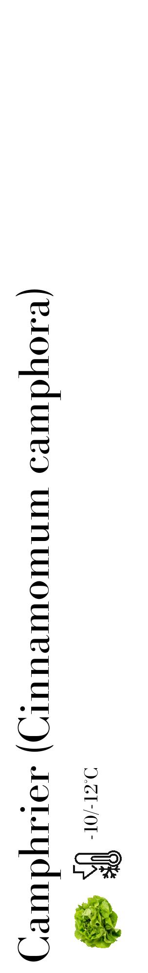 Étiquette de : Cinnamomum camphora - format c - style noire60_basique_basiquebod avec comestibilité simplifiée - position verticale