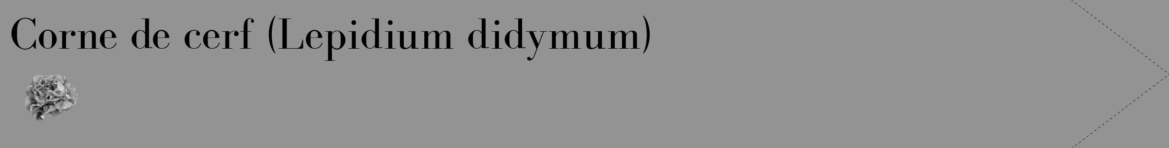 Étiquette de : Lepidium didymum - format c - style noire44_simple_simplebod avec comestibilité simplifiée