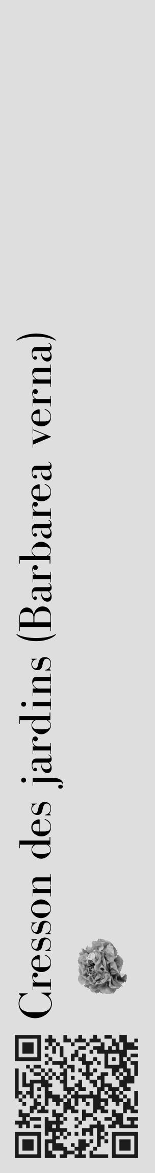 Étiquette de : Barbarea verna - format c - style noire20_basique_basiquebod avec qrcode et comestibilité simplifiée - position verticale