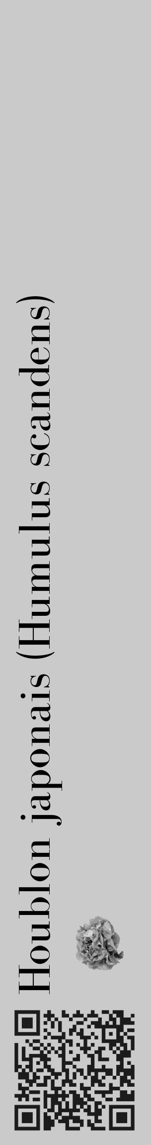 Étiquette de : Humulus scandens - format c - style noire21_basique_basiquebod avec qrcode et comestibilité simplifiée - position verticale