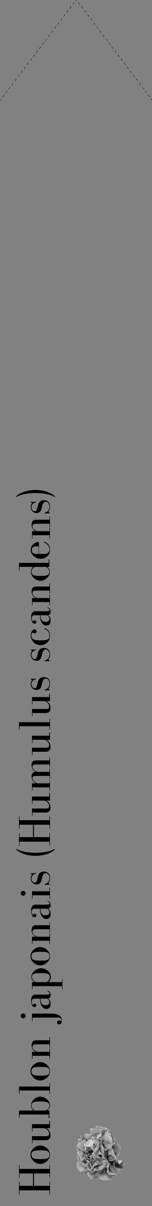 Étiquette de : Humulus scandens - format c - style noire50_simple_simplebod avec comestibilité simplifiée - position verticale