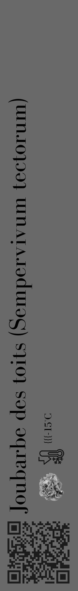 Étiquette de : Sempervivum tectorum - format c - style noire11_basique_basiquebod avec qrcode et comestibilité simplifiée - position verticale