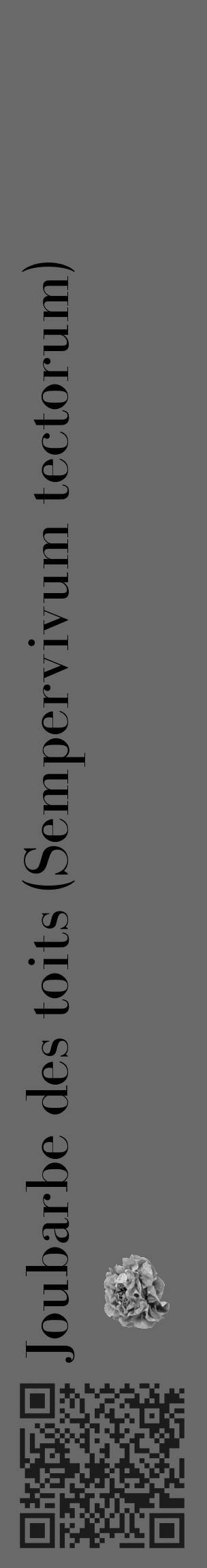 Étiquette de : Sempervivum tectorum - format c - style noire11_basique_basiquebod avec qrcode et comestibilité simplifiée - position verticale