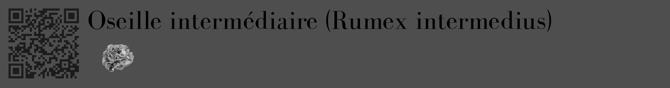 Étiquette de : Rumex intermedius - format c - style noire33_basique_basiquebod avec qrcode et comestibilité simplifiée