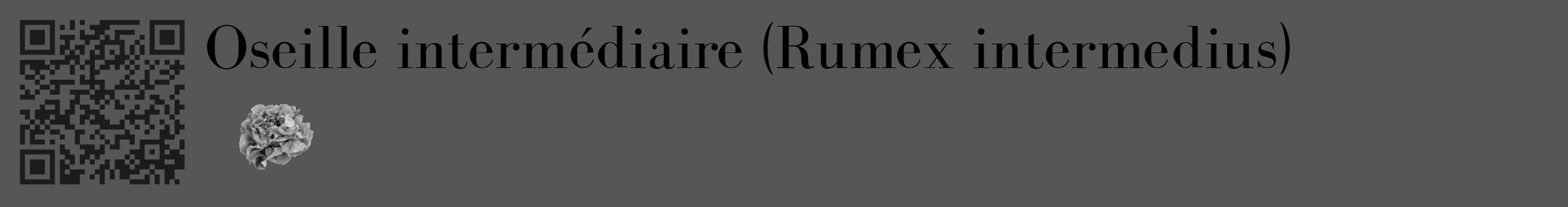 Étiquette de : Rumex intermedius - format c - style noire45_basique_basiquebod avec qrcode et comestibilité simplifiée