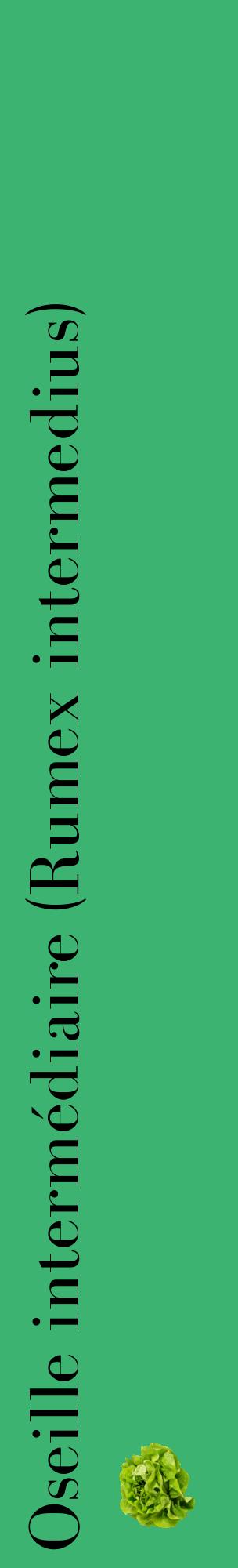 Étiquette de : Rumex intermedius - format c - style noire12_basiquebod avec comestibilité simplifiée