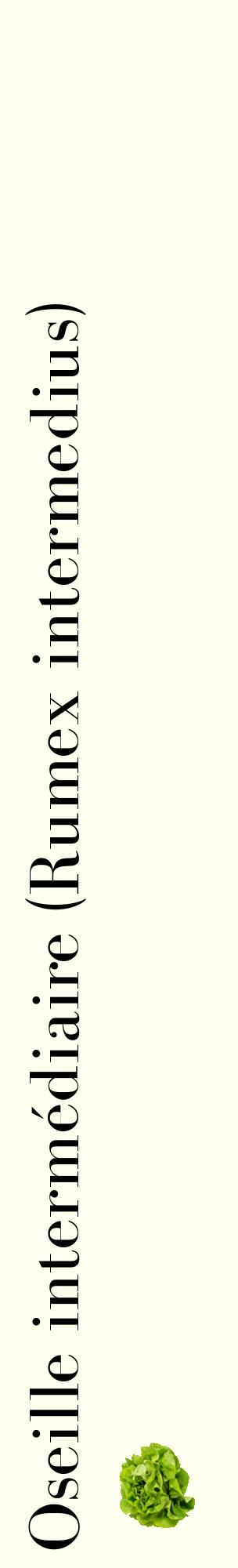 Étiquette de : Rumex intermedius - format c - style noire19_basiquebod avec comestibilité simplifiée