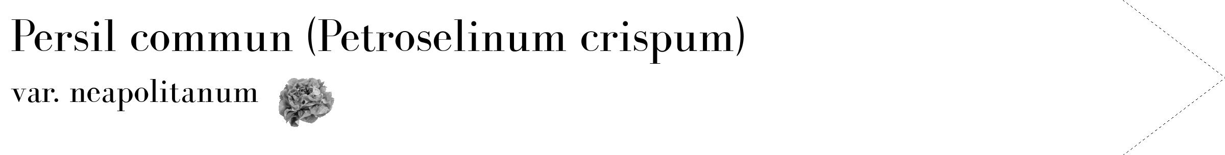 Étiquette de : Petroselinum crispum var. neapolitanum - format c - style noire60_simple_simplebod avec comestibilité simplifiée