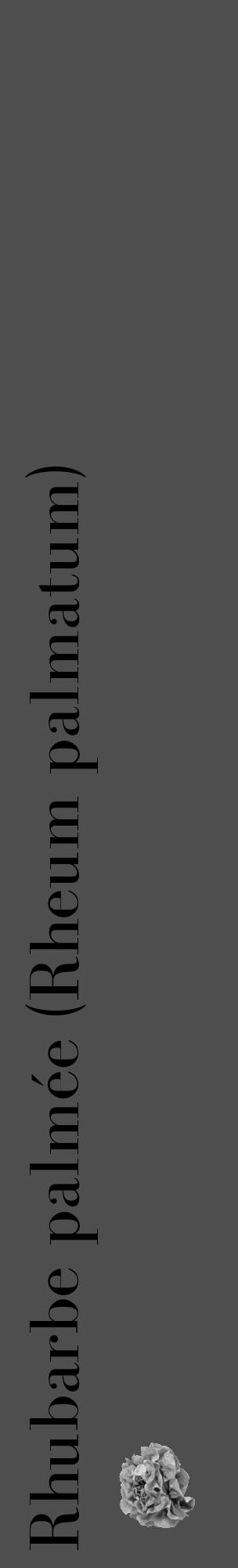 Étiquette de : Rheum palmatum - format c - style noire33_basique_basiquebod avec comestibilité simplifiée - position verticale
