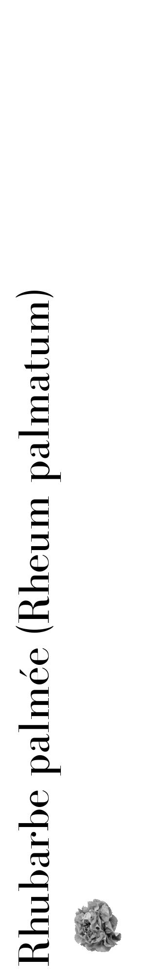 Étiquette de : Rheum palmatum - format c - style noire60_basique_basiquebod avec comestibilité simplifiée - position verticale
