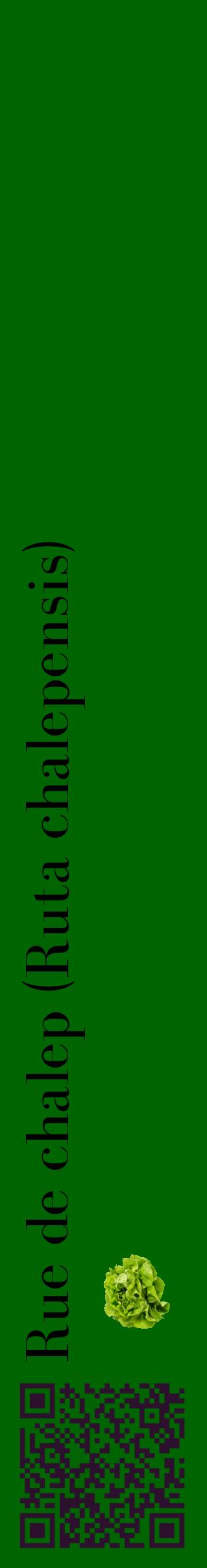 Étiquette de : Ruta chalepensis - format c - style noire8_basiquebod avec qrcode et comestibilité simplifiée