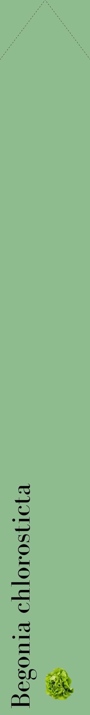 Étiquette de : Begonia chlorosticta - format c - style noire13_simplebod avec comestibilité simplifiée