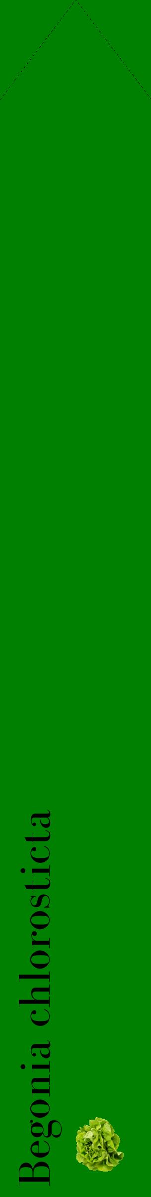 Étiquette de : Begonia chlorosticta - format c - style noire9_simplebod avec comestibilité simplifiée