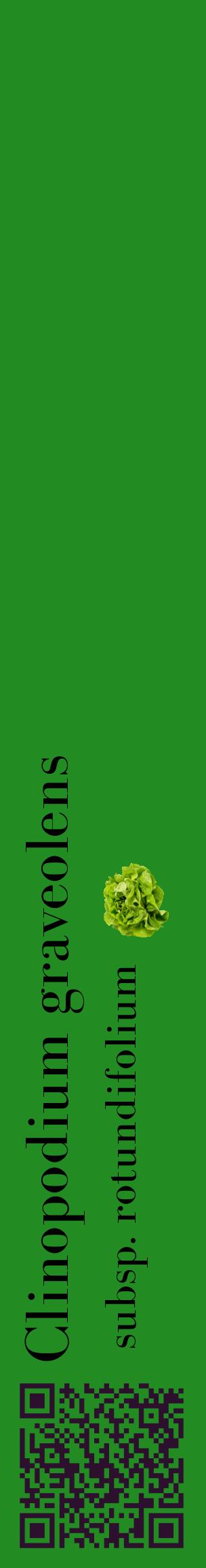Étiquette de : Clinopodium graveolens subsp. rotundifolium - format c - style noire10_basiquebod avec qrcode et comestibilité simplifiée