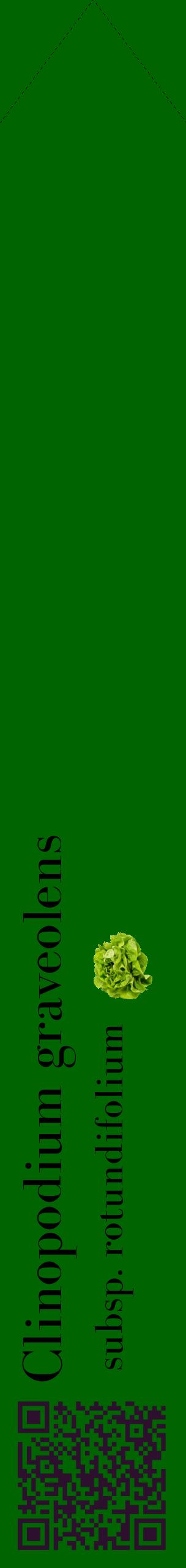 Étiquette de : Clinopodium graveolens subsp. rotundifolium - format c - style noire8_simplebod avec qrcode et comestibilité simplifiée