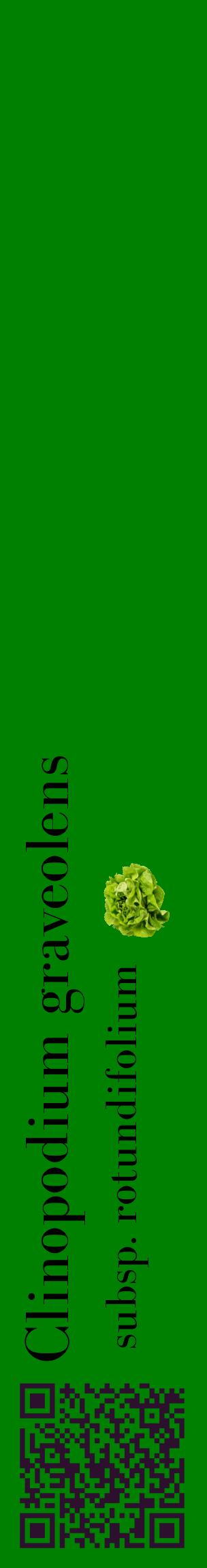 Étiquette de : Clinopodium graveolens subsp. rotundifolium - format c - style noire9_basiquebod avec qrcode et comestibilité simplifiée
