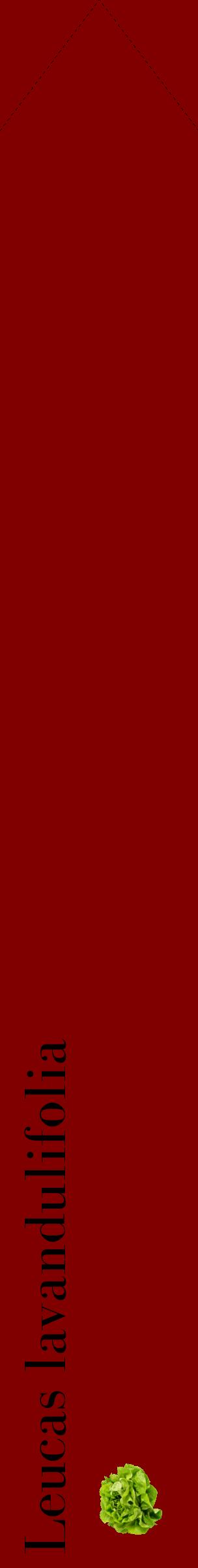 Étiquette de : Leucas lavandulifolia - format c - style noire29_simplebod avec comestibilité simplifiée