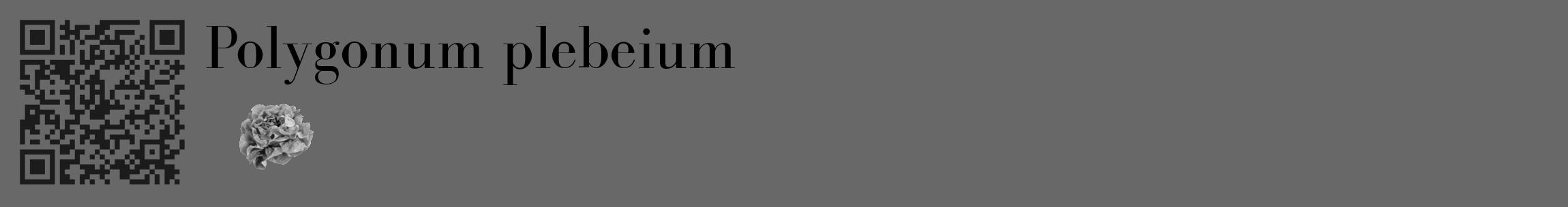 Étiquette de : Polygonum plebeium - format c - style noire43_basique_basiquebod avec qrcode et comestibilité simplifiée