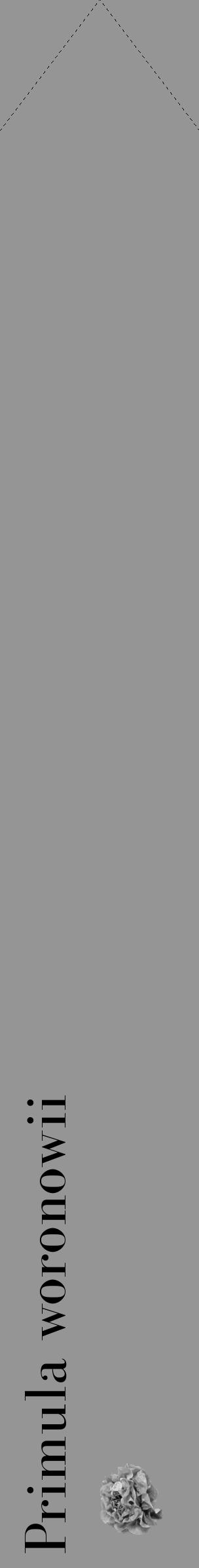Étiquette de : Primula woronowii - format c - style noire16_simple_simplebod avec comestibilité simplifiée - position verticale