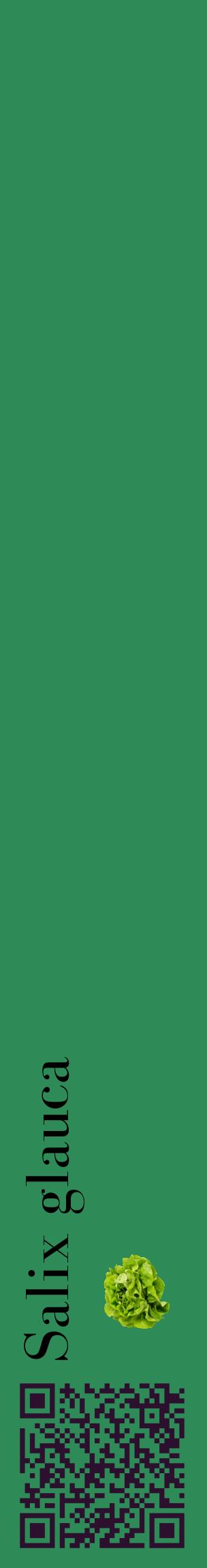 Étiquette de : Salix glauca - format c - style noire11_basiquebod avec qrcode et comestibilité simplifiée