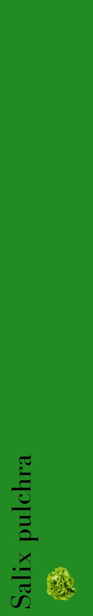 Étiquette de : Salix pulchra - format c - style noire10_basiquebod avec comestibilité simplifiée