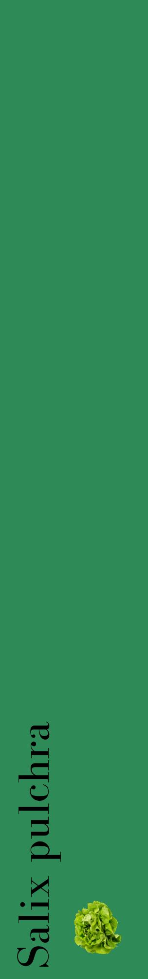 Étiquette de : Salix pulchra - format c - style noire11_basiquebod avec comestibilité simplifiée