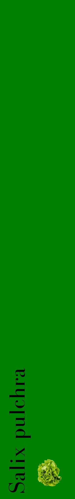Étiquette de : Salix pulchra - format c - style noire9_basiquebod avec comestibilité simplifiée