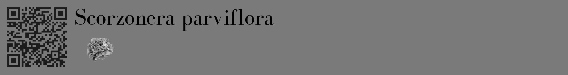 Étiquette de : Scorzonera parviflora - format c - style noire3_basique_basiquebod avec qrcode et comestibilité simplifiée