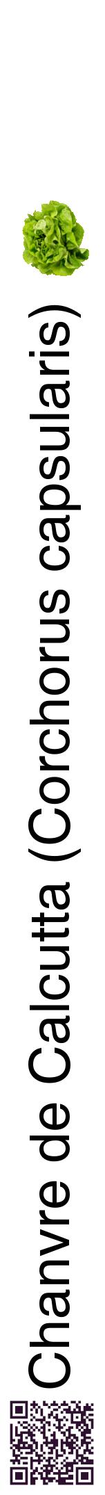 Étiquette de : Corchorus capsularis - format a - style noire60hel avec qrcode et comestibilité simplifiée