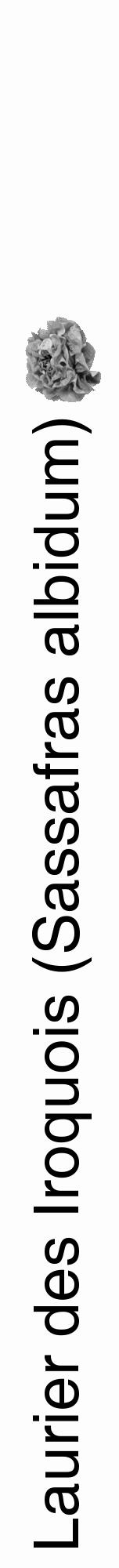 Étiquette de : Sassafras albidum - format a - style noire19hel avec comestibilité simplifiée - position verticale