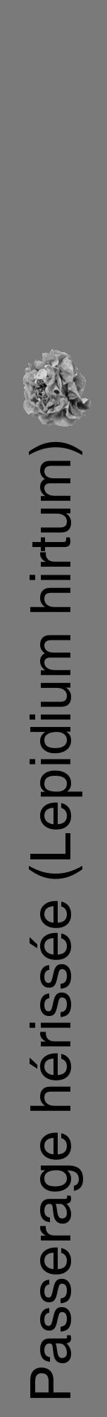 Étiquette de : Lepidium hirtum - format a - style noire3hel avec comestibilité simplifiée - position verticale