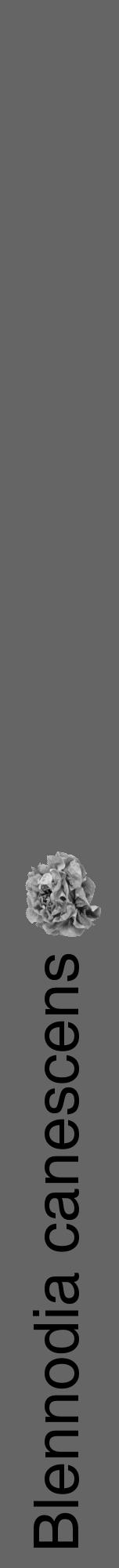 Étiquette de : Blennodia canescens - format a - style noire32hel avec comestibilité simplifiée - position verticale