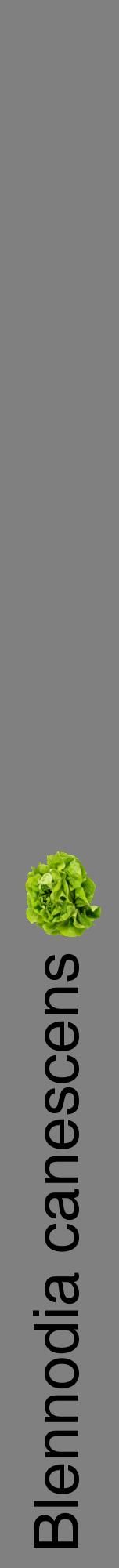 Étiquette de : Blennodia canescens - format a - style noire57hel avec comestibilité simplifiée
