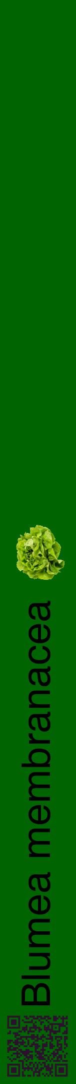 Étiquette de : Blumea membranacea - format a - style noire8hel avec qrcode et comestibilité simplifiée
