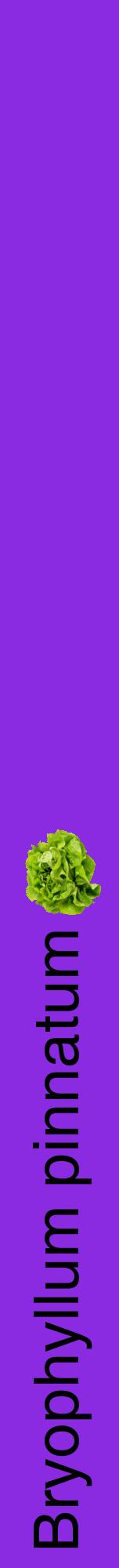 Étiquette de : Bryophyllum pinnatum - format a - style noire49hel avec comestibilité simplifiée