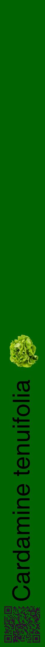 Étiquette de : Cardamine tenuifolia - format a - style noire8hel avec qrcode et comestibilité simplifiée