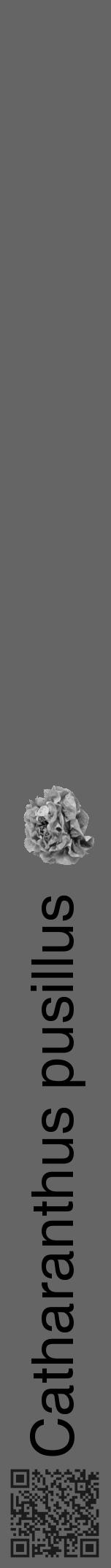 Étiquette de : Catharanthus pusillus - format a - style noire32hel avec qrcode et comestibilité simplifiée - position verticale