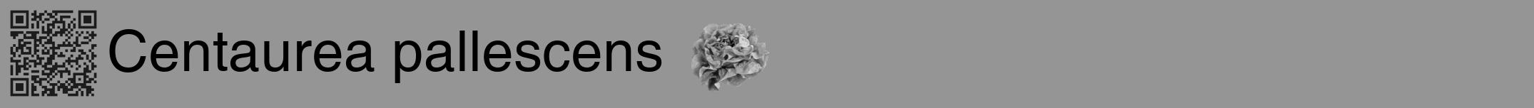 Étiquette de : Centaurea pallescens - format a - style noire16hel avec qrcode et comestibilité simplifiée