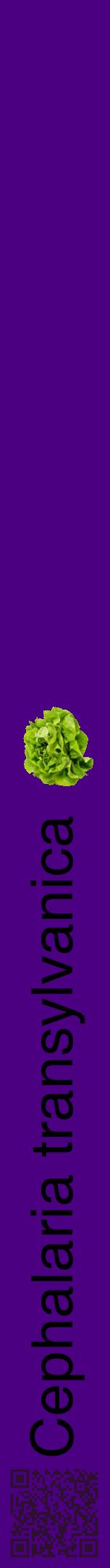 Étiquette de : Cephalaria transylvanica - format a - style noire47hel avec qrcode et comestibilité simplifiée