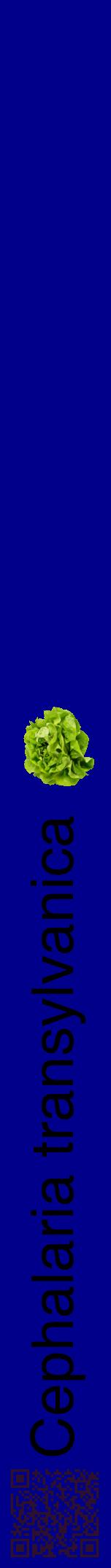 Étiquette de : Cephalaria transylvanica - format a - style noire7hel avec qrcode et comestibilité simplifiée