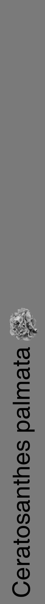 Étiquette de : Ceratosanthes palmata - format a - style noire3hel avec comestibilité simplifiée - position verticale