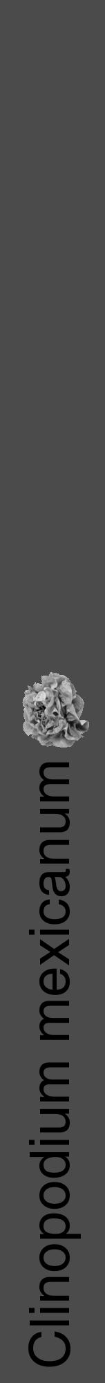 Étiquette de : Clinopodium mexicanum - format a - style noire9hel avec comestibilité simplifiée - position verticale