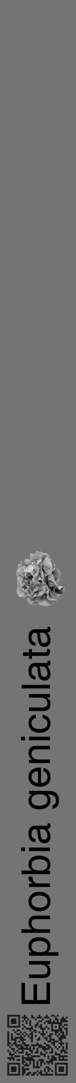 Étiquette de : Euphorbia geniculata - format a - style noire26hel avec qrcode et comestibilité simplifiée - position verticale