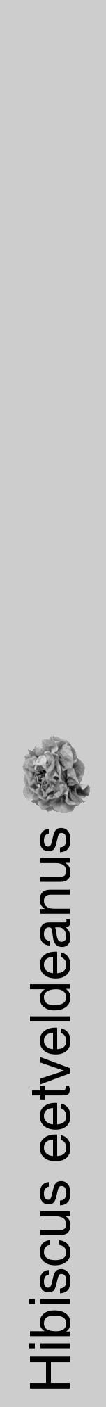 Étiquette de : Hibiscus eetveldeanus - format a - style noire41hel avec comestibilité simplifiée - position verticale