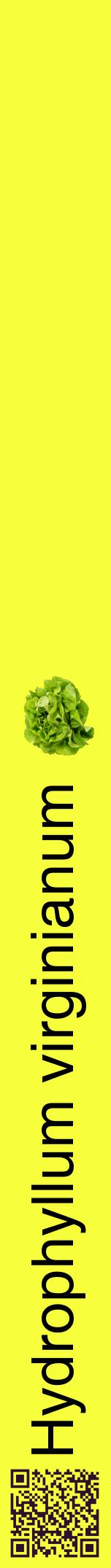 Étiquette de : Hydrophyllum virginianum - format a - style noire18hel avec qrcode et comestibilité simplifiée